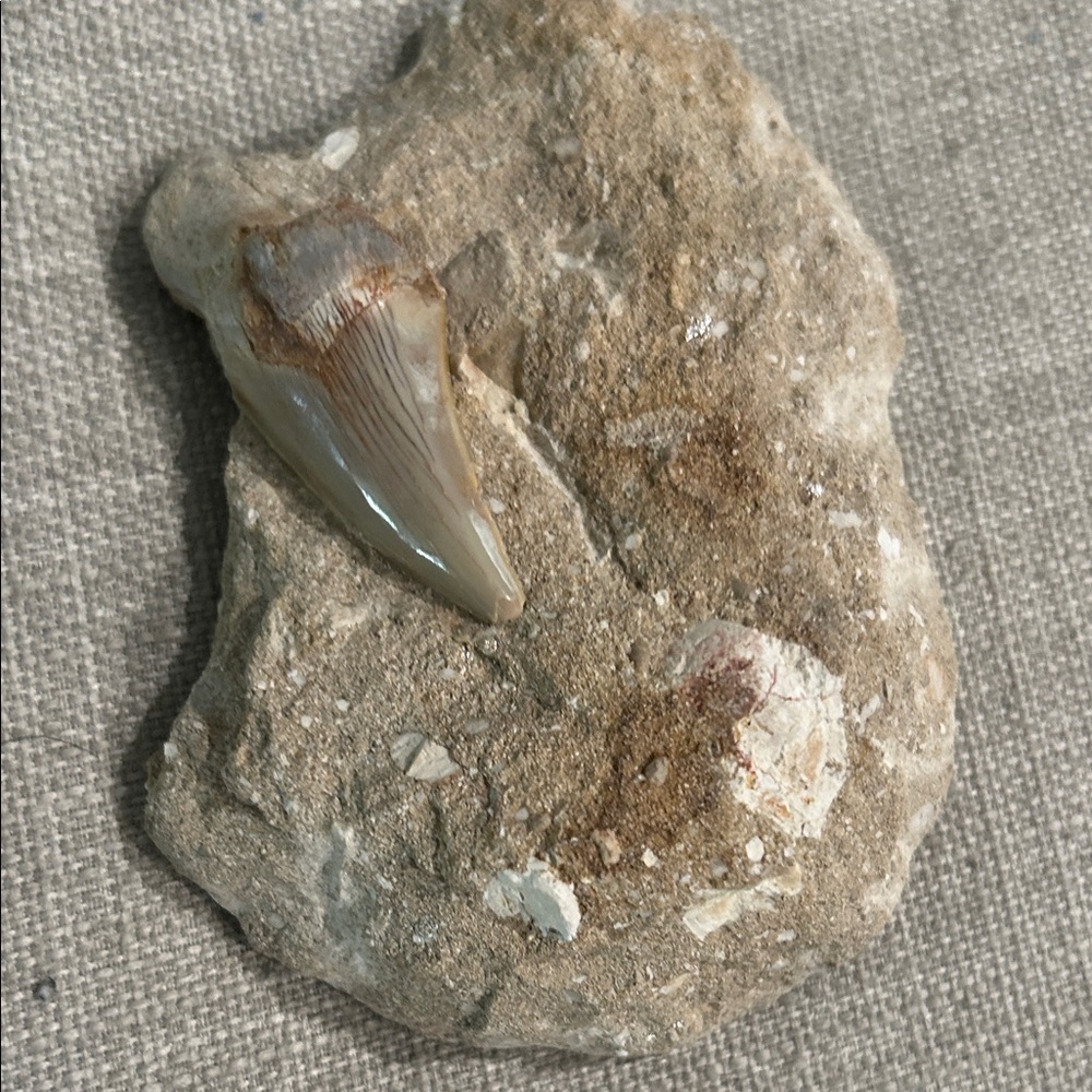 Fossilized Reptile Tooth on Stone